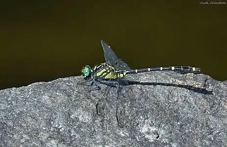 male