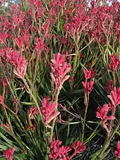 Anigozanthos Bush Pearl in the Royal Botanic Gardens, Cranbourne