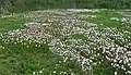 A field of O. speciosa