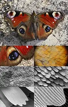 Image 42Butterfly wing at different magnifications reveals microstructured chitin acting as diffraction grating. (from Animal coloration)