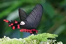 Common windmill(Byasa polyeuctes)