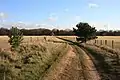 Breck heath at Weeting