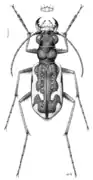 N. tuberculata, adult (labrum and habitus)