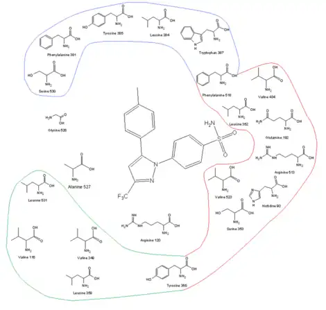 COX-2 receptor site and its amino acid profile with celecoxib in the binding site