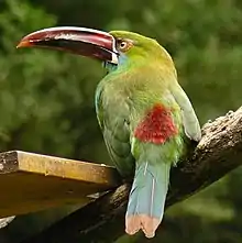 Crimson-rumped toucanet