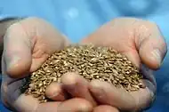 Barley grains