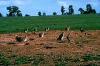 The introduction of rabbits to Australia has been greatly harmful to the Australian environs but a boon to opportunistic wedge-tailed eagles, which often take them in great numbers.