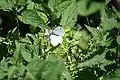 Cabbage white butterfly in a garden at Sharptor