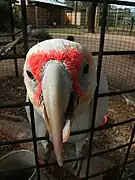 Long-billed corella