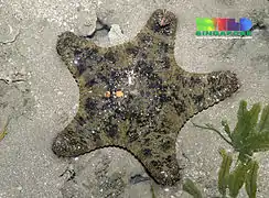 Cake sea star ("Anthenea aspera")