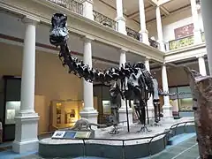 Cast of Diplodocus skeleton