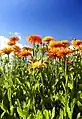 Calendula officinalis