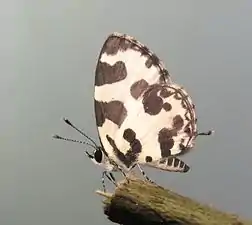 Imago (underside)