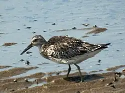 Great knot at the water's edge