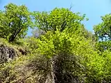 California Buckeye tree in the park.  The bark, leaves and fruits of the tree are poisonous to eat.  However, its flowers provide nectar to butterflies.