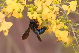 Xylocopa californica