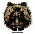 Sixth instar, head capsule