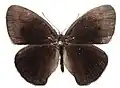 Male, upperside