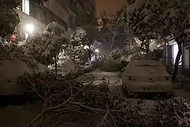 Shattered trees in Calle de Manuela Malasaña