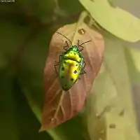 Calliphara excellens from Japan.