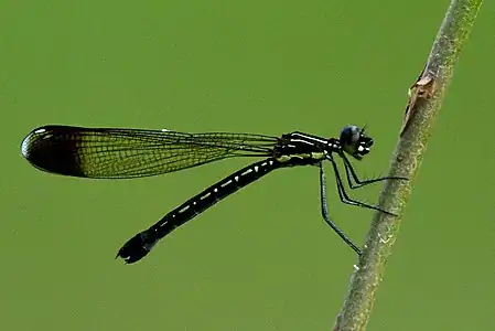 Calocypha laidlawi female