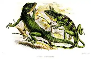 Illustration