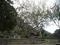 A whole tree in the Kirstenbosch