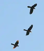 Three black-coloured birds flying high overhead. They have long square-tipped tails.