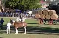 Camden Show 2011, main arena.