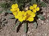 Flowers over a basal rosette of leaves