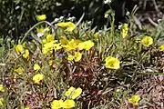 The flowers on their stalks