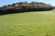 A grassy hill topped by an autumnal wood of various trees.