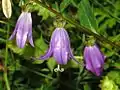 Flowers of Campanula rapunculoides