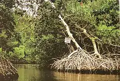 Channel in the mangroves