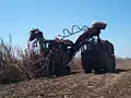 A cane harvester collects cane for the mill