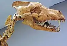 The teeth are very large in comparison to the modern wolf.