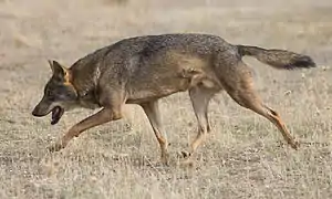 Gray wolf (Canis lupus)