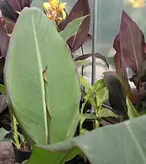 Canna 'Musaefolia Hybrida'