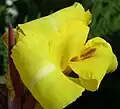 Canna (Variegated Group) 'Trinacria Variegata'