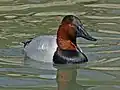 Canvasback