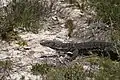 Western Australia, Cape Arid National Park