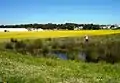 A surviving patch of Cape Freshwater Wetlands in the city of Cape Town.