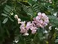 A flowering tree in Perth