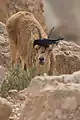 Tristram's starling on a Nubian ibex in Sde Boker, Israel