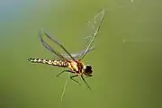 Female caught in spider web