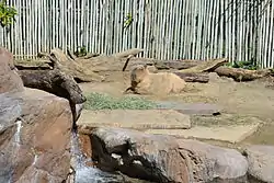 Capybara