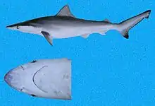 Pacific smalltail shark (Carcharhinus cerdale)