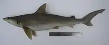 Whitecheek shark (Carcharhinus dussumieri)