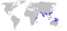 Hardnose shark geographic range