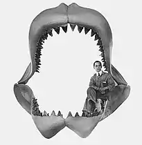 Jaw reconstruction of the extinct Carcharodon megalodon, 1909